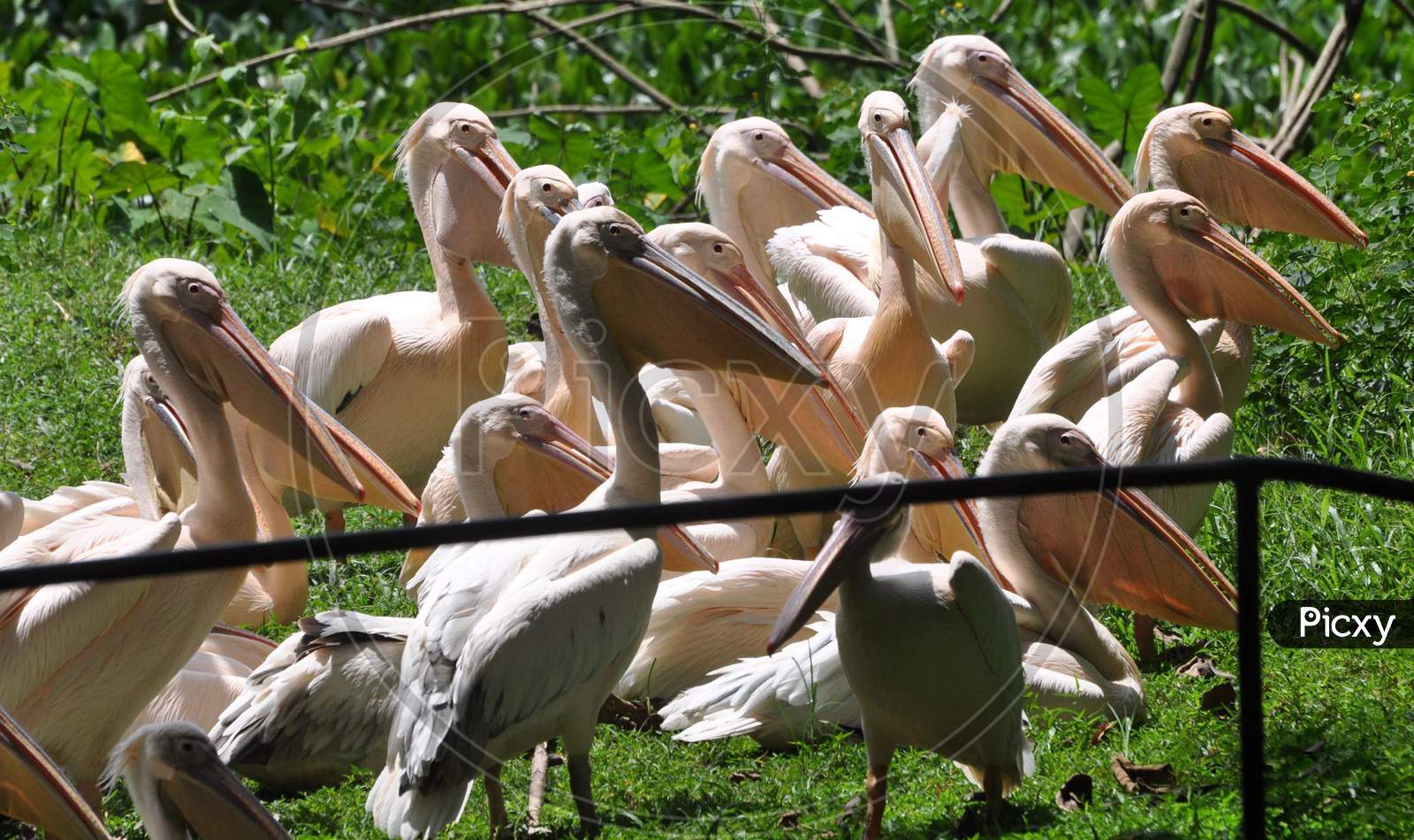 A Flock Of Rosy Pelicans Seen Near A Pond Inside Assam State Zoo Cum Botanical Garden, In Guwahati Sep 3, 2020.
