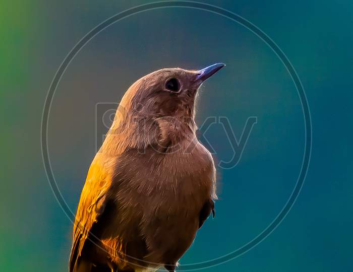 Bird Portrait Photo, Wild Life, Sumit Tyagi