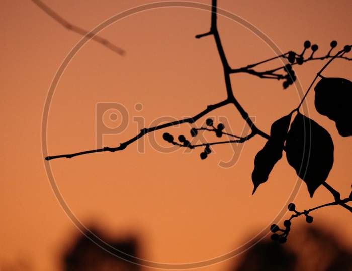 Leaf silhouette on dusk