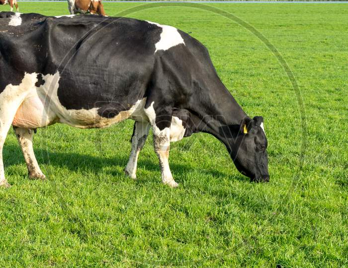 Netherlands,Wetlands,Maarken, A Black Cow Standing On Top Of A Grass Covered Field