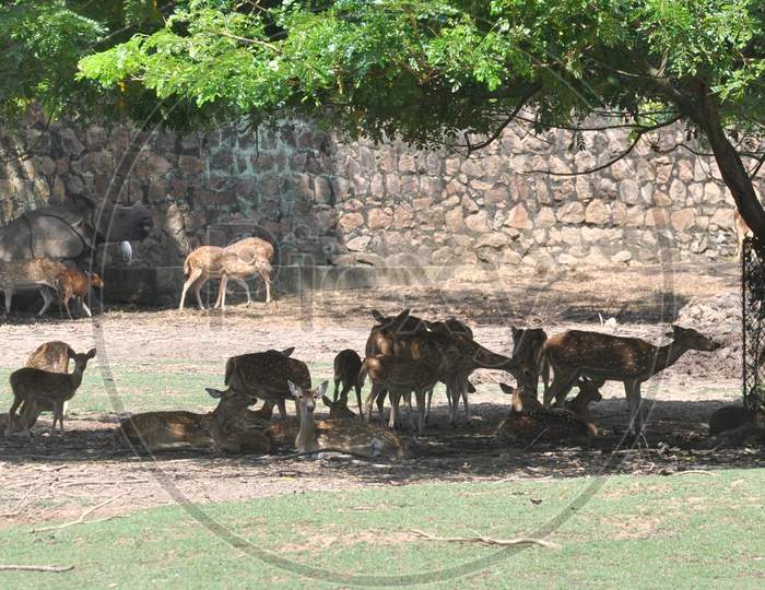 Deer take shelter under a tree to escape from scorching heat at Assam state zoo cum botanical garden in Guwahati Sep 3, 2020.