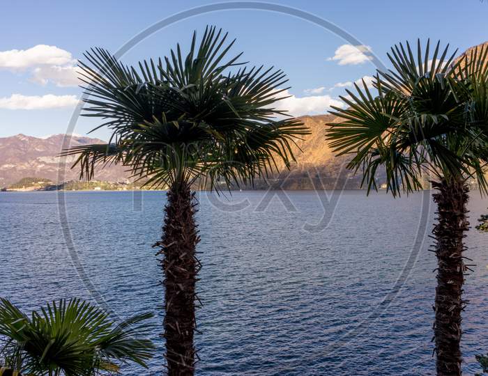 Italy, Lecco, Lake Como, A Group Of Palm Trees Next To A Body Of Water