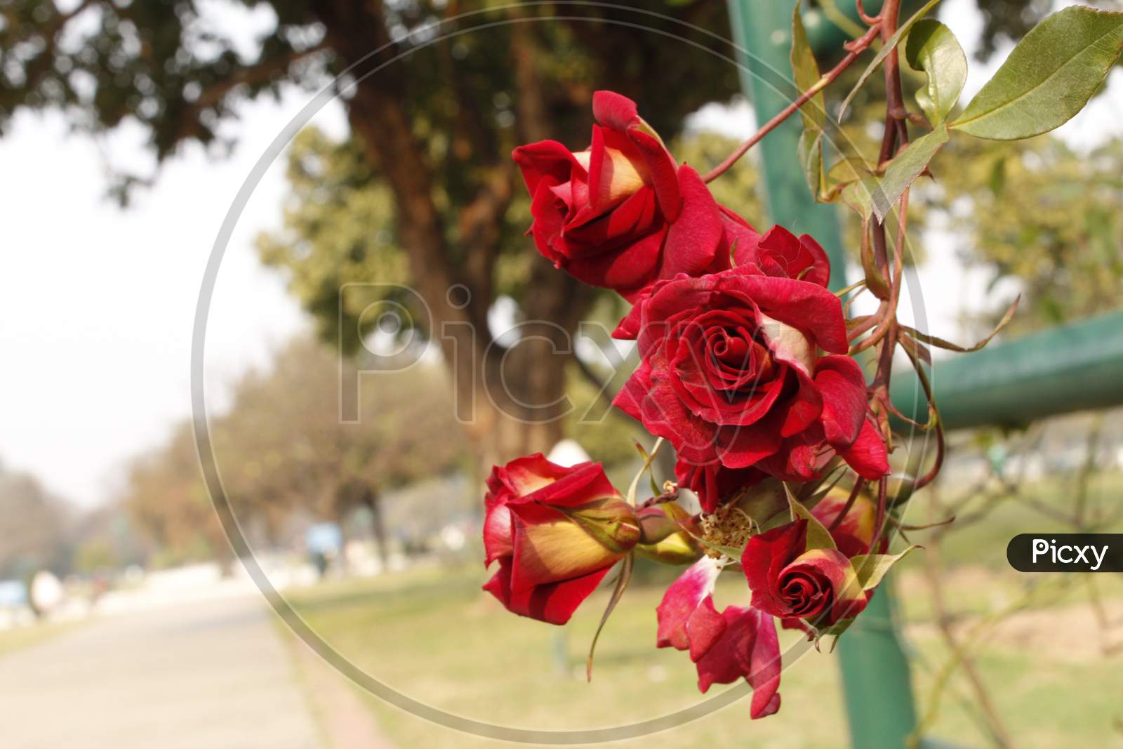 Red rose at rose garden