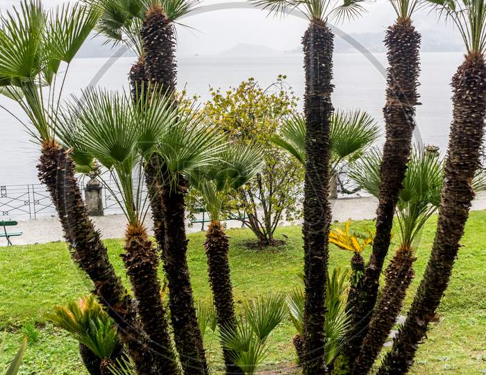 Italy, Varenna, Lake Como, A Group Of Palm Trees