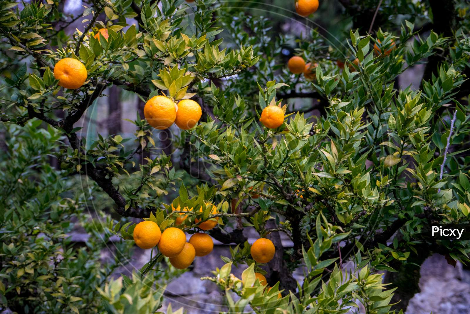 Italy, Varenna, Lake Como, A Bunch Of Oranges Hanging From A Branch