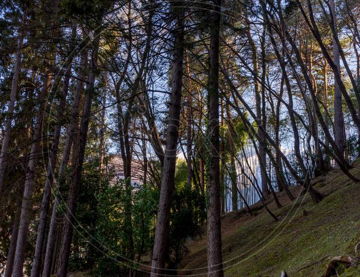Italy, Lecco, Lake Como, Low Angle View Of Trees In Forest Against Sky