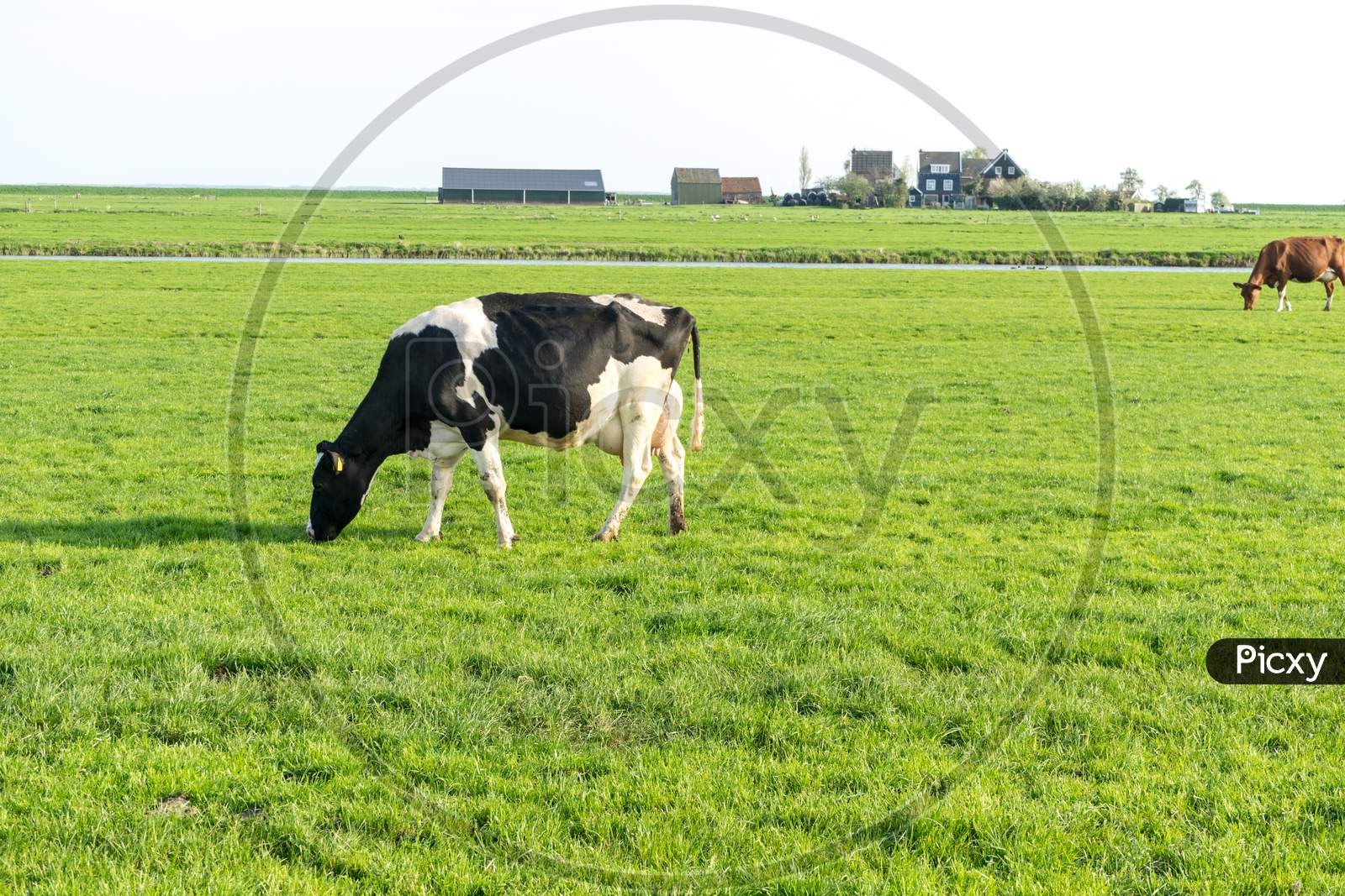 Netherlands,Wetlands,Maarken, A Cow Grazing On A Lush Green Field
