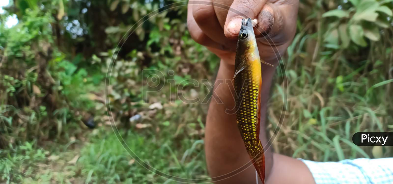 Small Fish Caught On Fishing Tackle