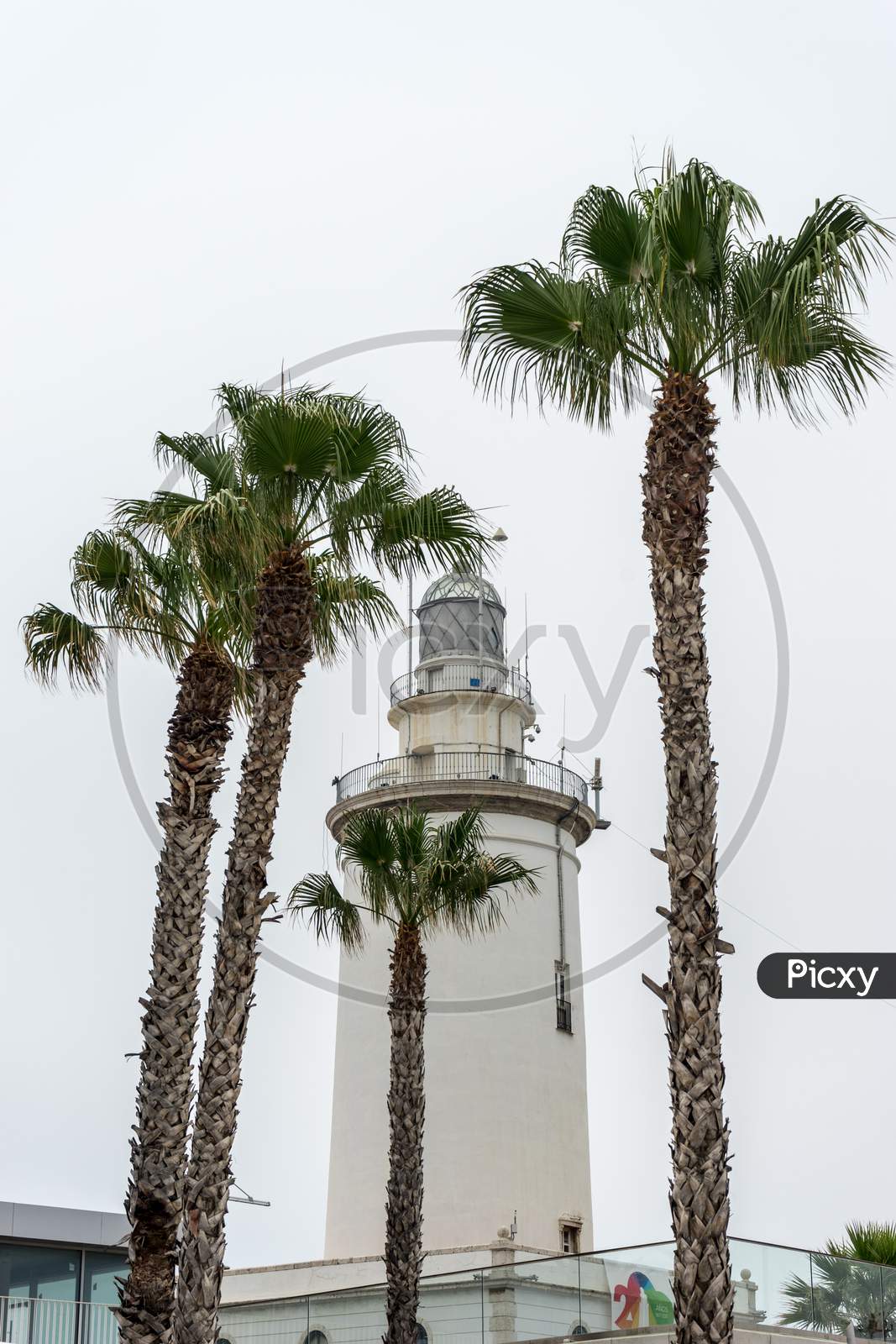 Tall Palm Trees With The Lighthouse In Malaga, Spain, Europe