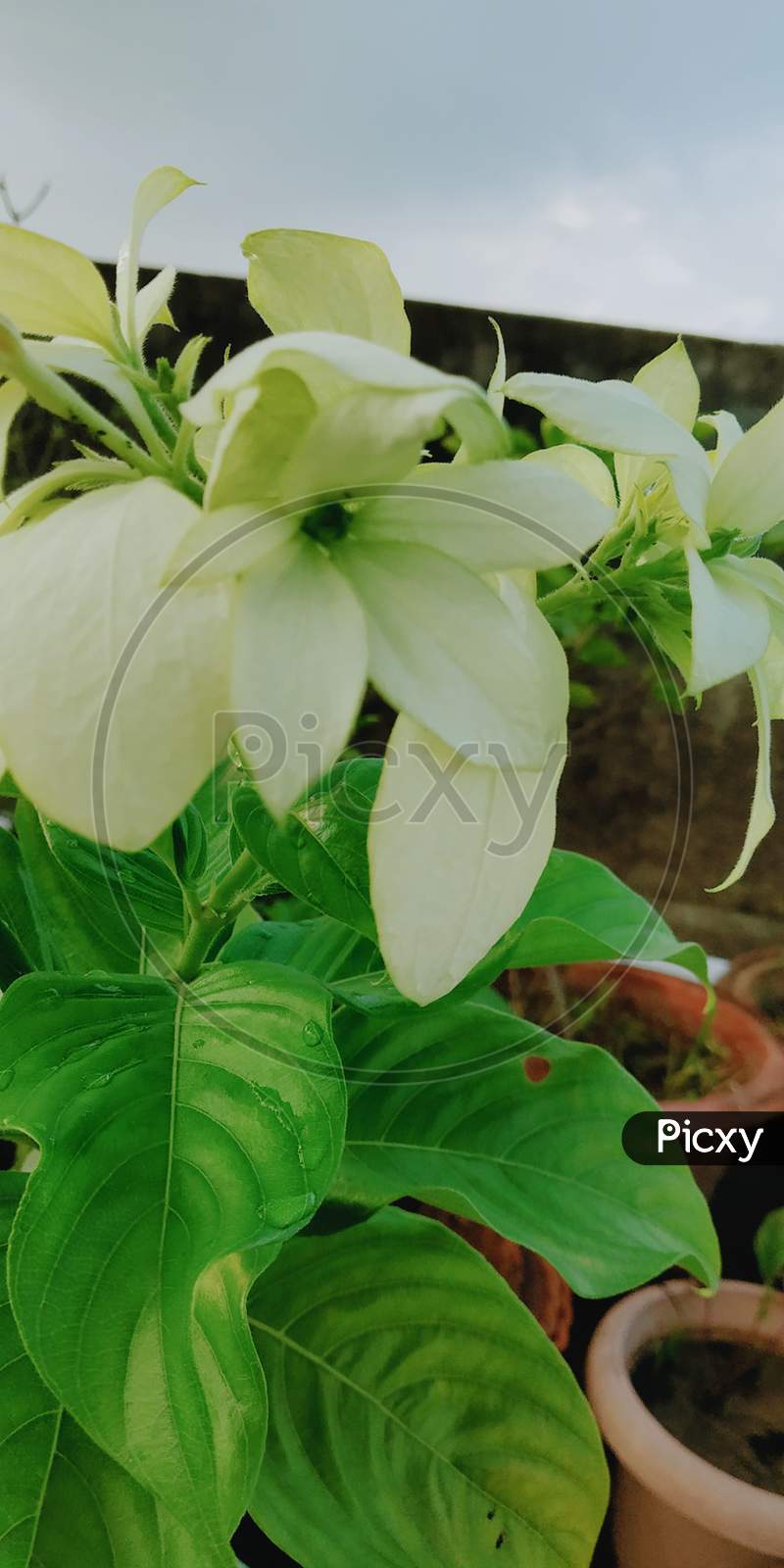 White Flower image