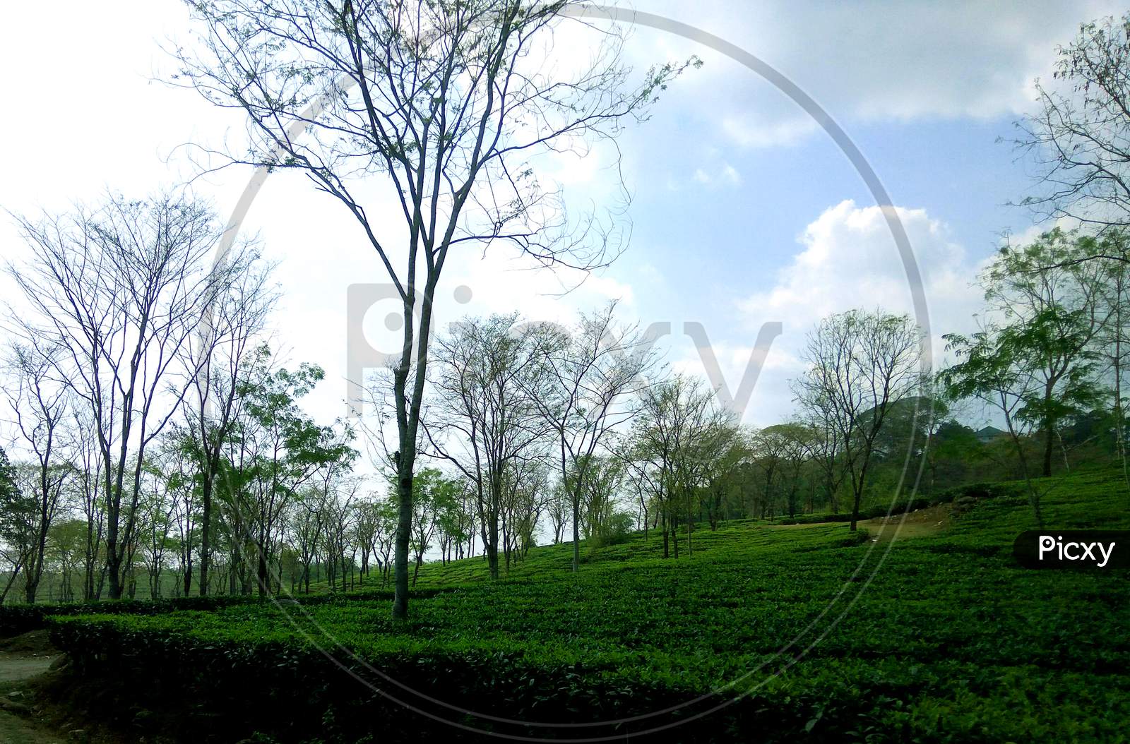 A Tea Garden For Organic  And Green Tea,Dooars,India