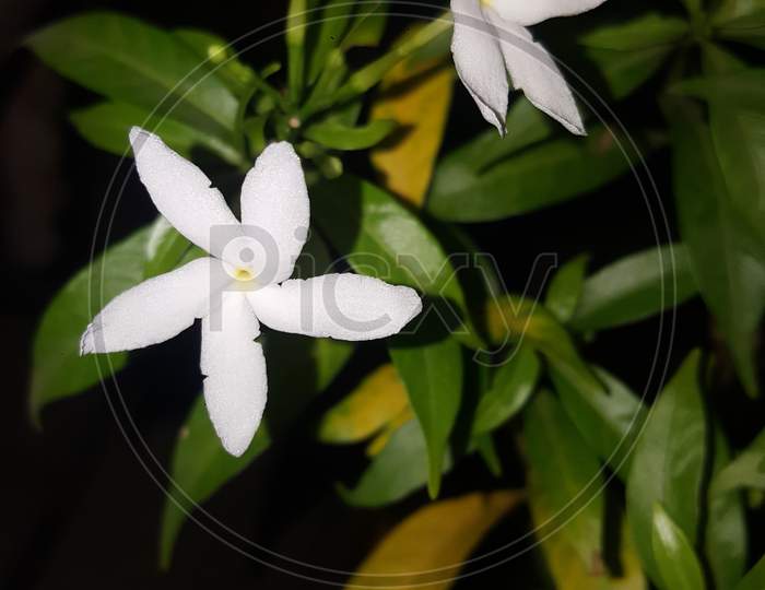 jasmine flower in a garden.beautiful jasmine white flowers