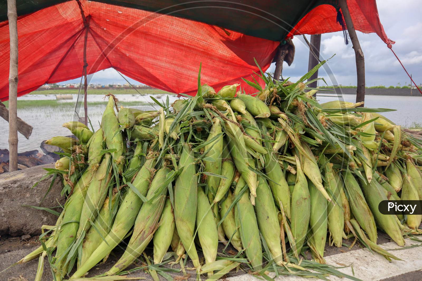 Pile Of Sweet Corn. Roadside Bhutta (Corn) Shop In India.