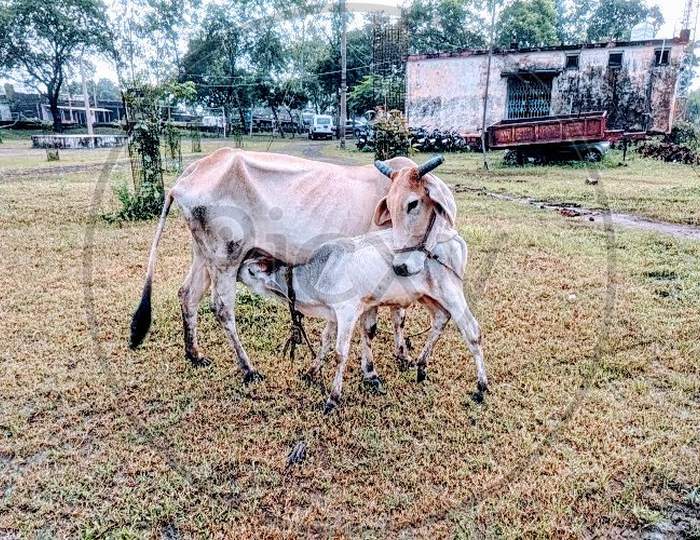 Cow & a calf