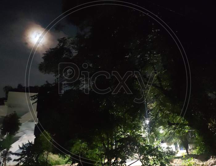 Night View of Tree and The Moon