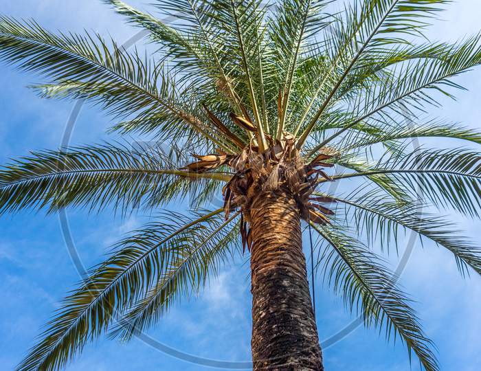 A Palm Tree Against A Blue Sky In Seville, Spain, Europe
