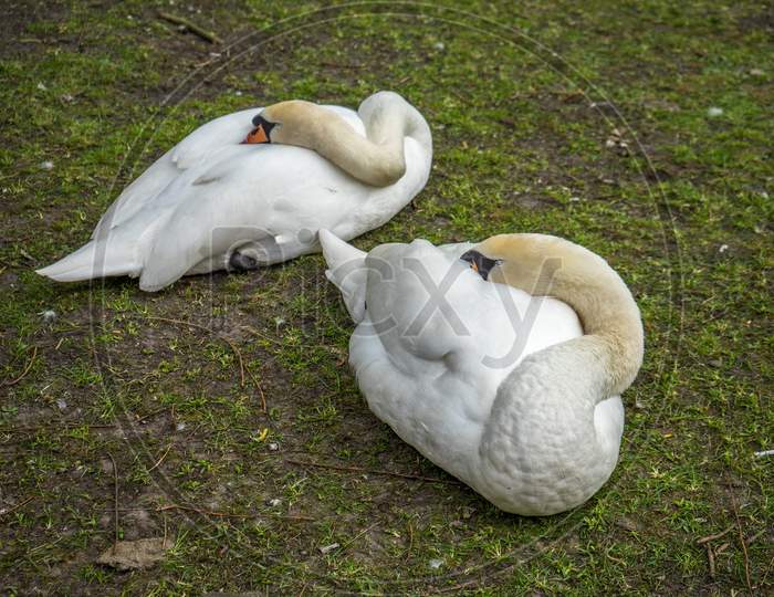 White Swan Couple  Resting By A Canal At Brugge, Belgium