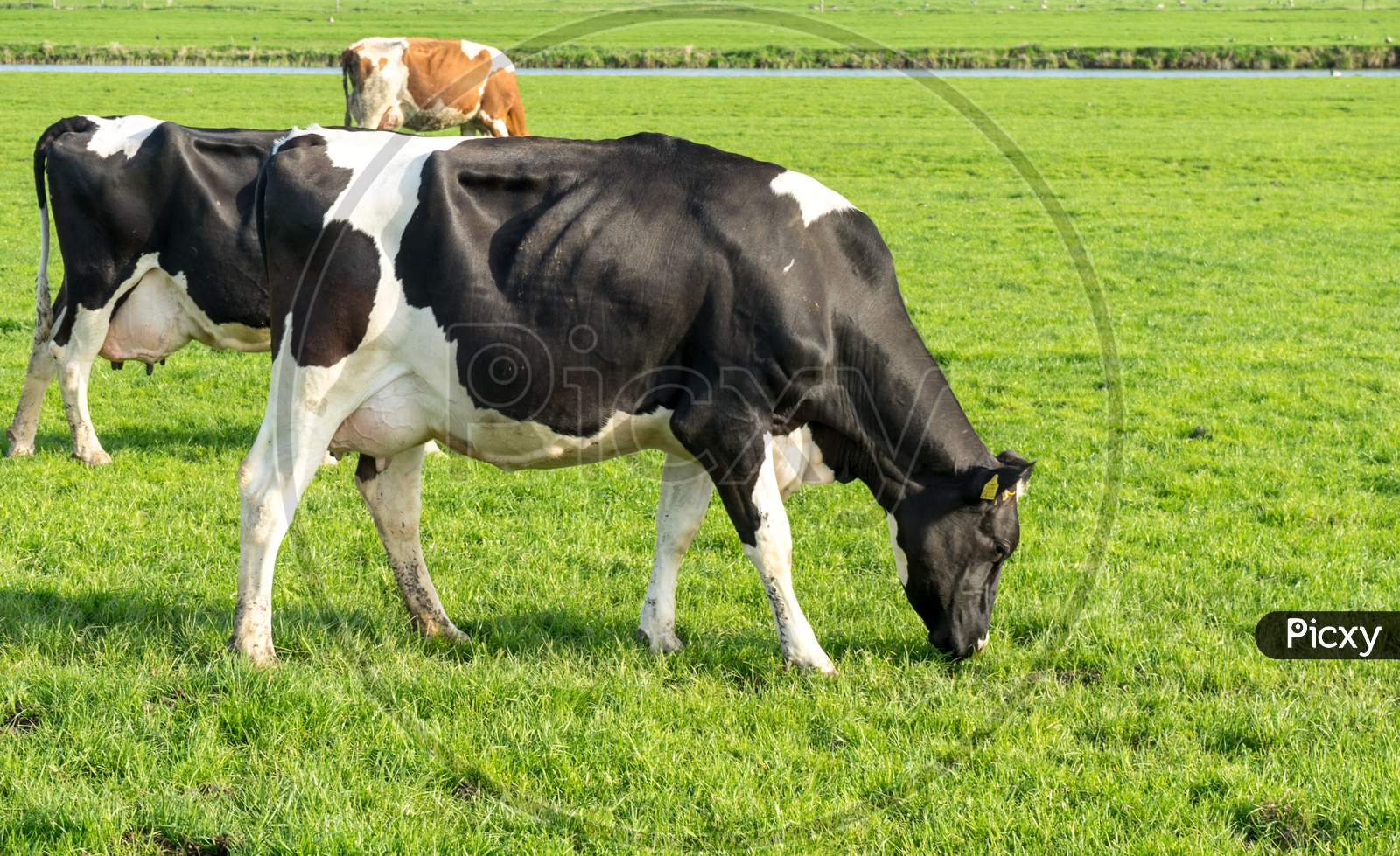 Netherlands,Wetlands,Maarken, Cows Grazing In A Field