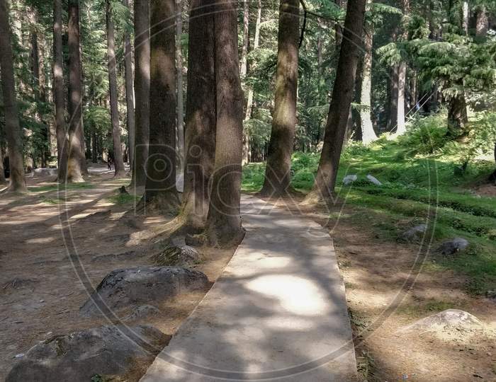Narrow Cemented Path For Hikers Inside Pine Forest Natural Park In Manali India.
