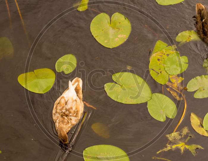 Netherlands, Rotterdam, A Close Up Of A Pond With Ducks