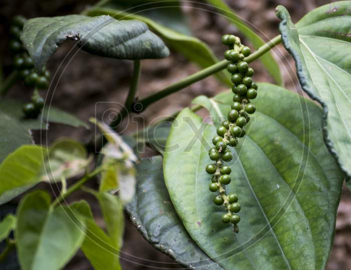 Unripe drupes of Black Pepper, Green Pepper plantation in coorg, Karnataka, India