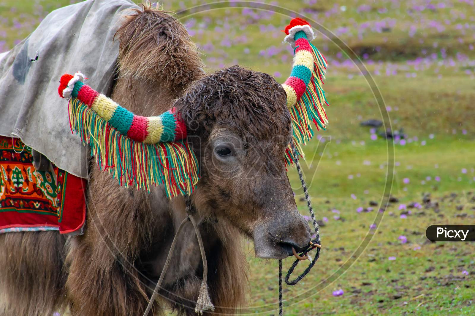 Yak in Eastern Himalaya North Sikkim India near Yumthang Valley