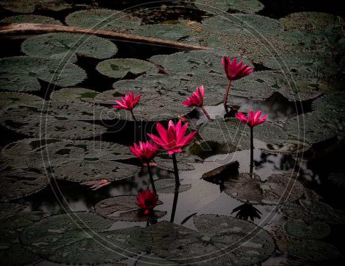 Lotus flower that only rises in the mud