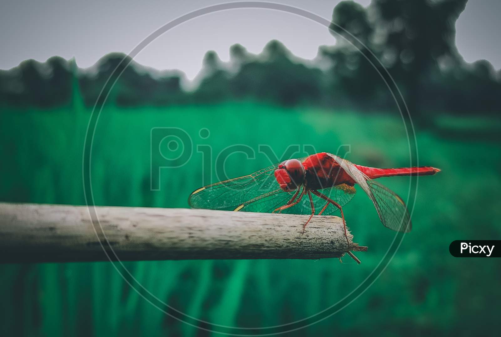 Red dragonfly,THE QUEEN