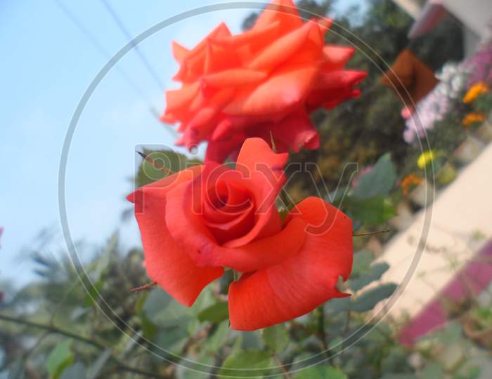 Orange coloured roses.