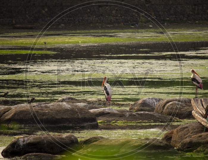 A Couple Of Painted Stork Birds Sitting On The Rock Stones