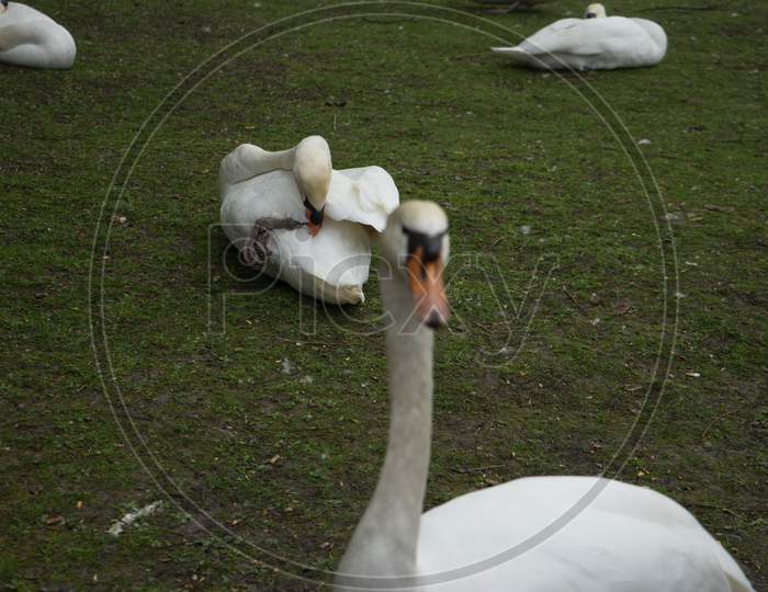 A Resting Swan In Bruges, Belgium