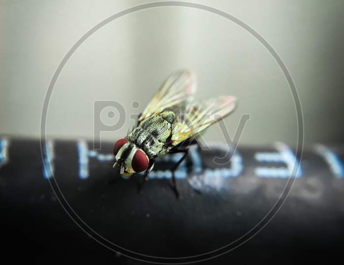 This is a picture of a house fly which is captured by closeup