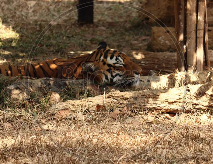 Tiger sleeping