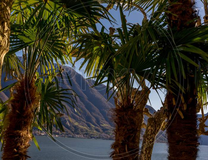 Italy, Lecco, Lake Como, A Group Of Palm Trees Next To A Body Of Water