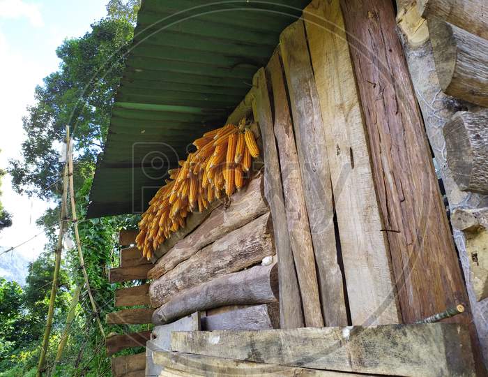 Corns are hanging in a hut
