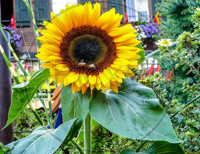 Switzerland, Lauterbrunnen, Close-Up Of Sunflower On Plant