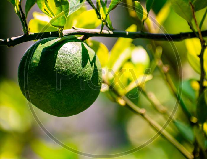 Close Up Photography of Fresh Juicy Green Orange Lemon Hanging from The Branches of Tree In Garden. Raw fruit plant with leaves in blur, bright sunny, summer nature background. Copy Space For Text.