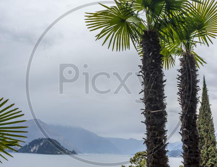 Italy, Varenna, Lake Como, A Group Of Palm Trees Next To A Body Of Water