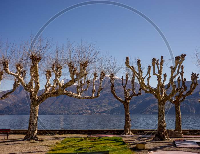 Italy, Menaggio, Lake Como, A Tree Next To A Body Of Water