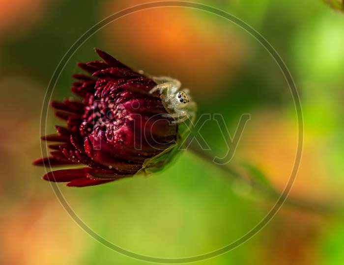 Jumping Spider on a flower