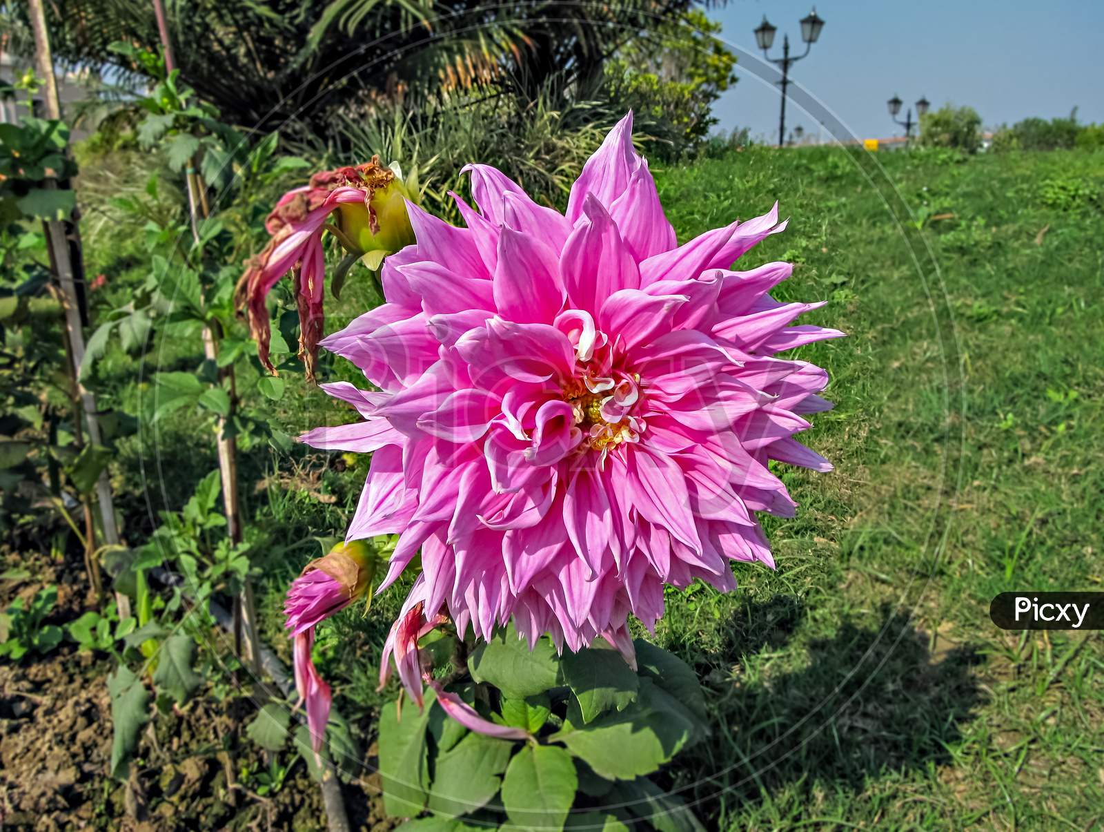 Selective Focus, Blur Background, Close Up Of Bright Pink Dahlia Flower In Park.