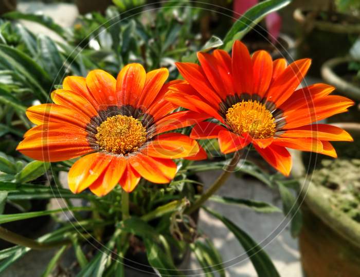 Beautiful Gazania flower