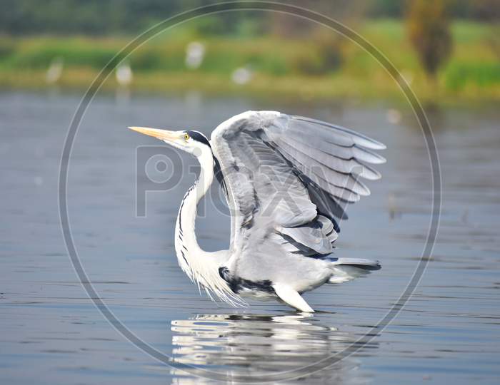 Great heron bird with wing open about to fly from water