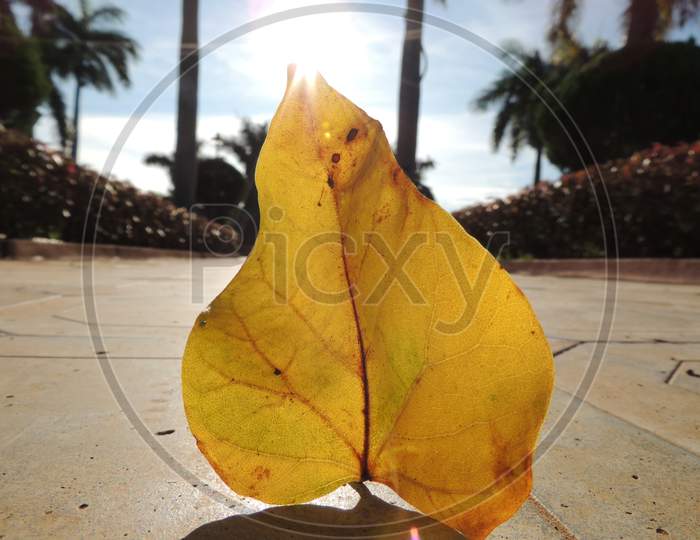 Sunlight on a leaf