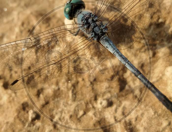 Dragonfly on the ground