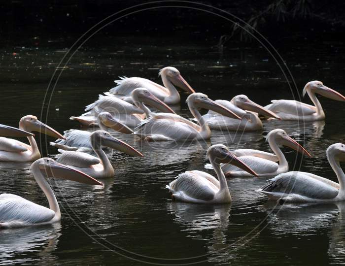 Rosy Pelicans Swim In A Pond Inside An Enclosure, At Assam State Zoo Cum Botanical Garden In Guwahati, Thuresday, Sep 3, 2020.