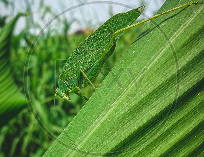 Green bush cricket grasshopper on a large leaf looking down