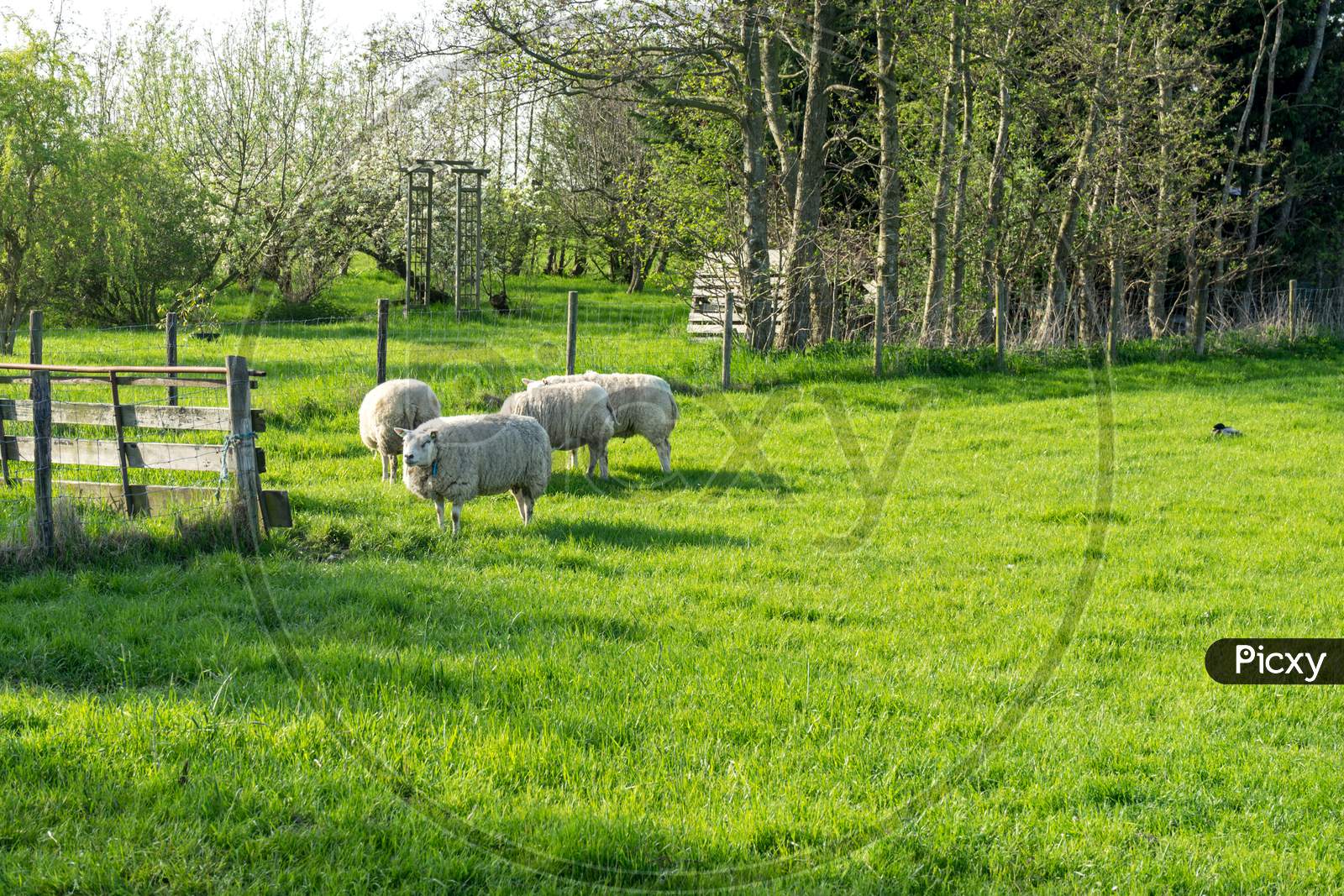 Netherlands,Wetlands,Maarken, Sheep With Wool Grazing On A Field