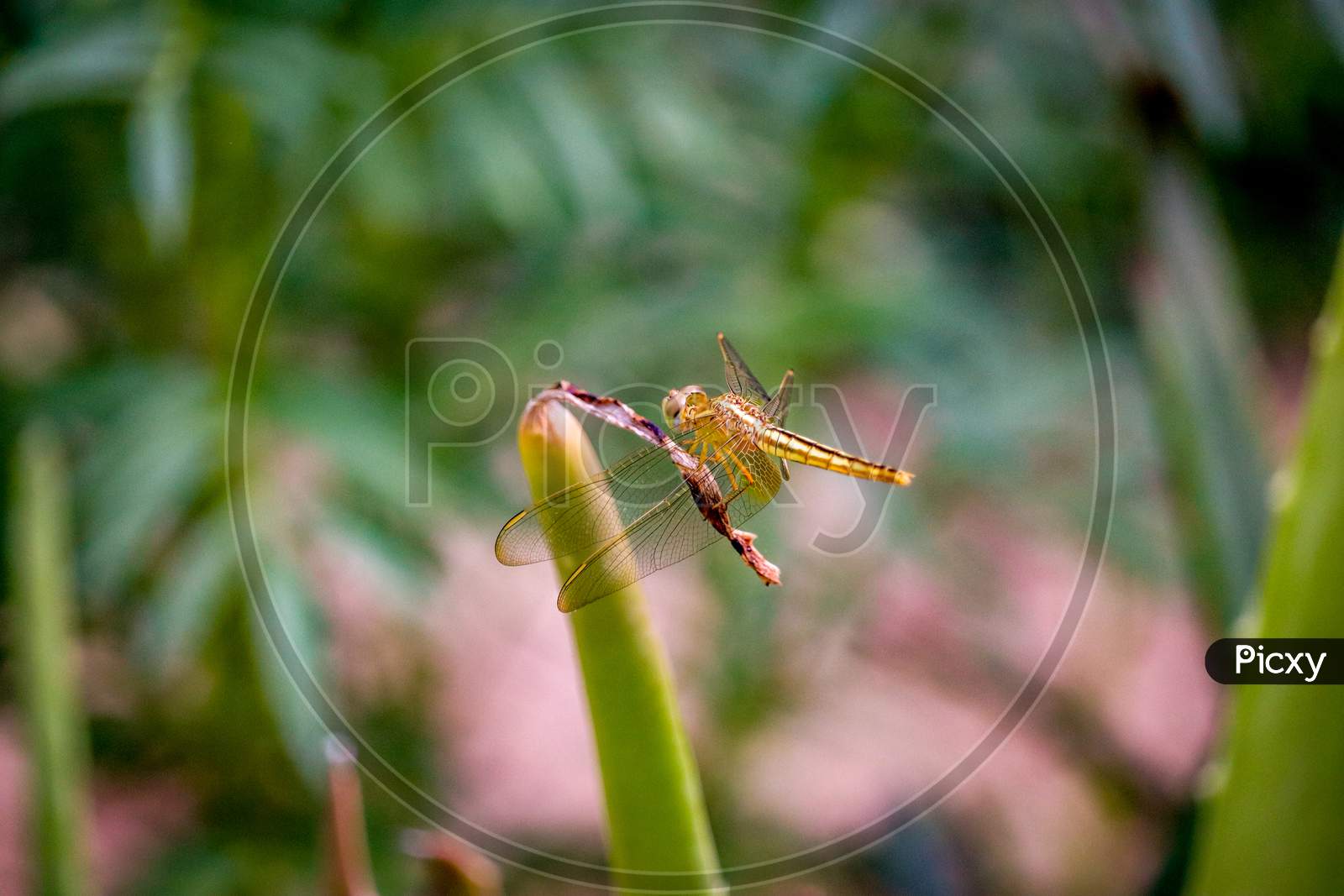Dragonfly insect on aloe vera plant