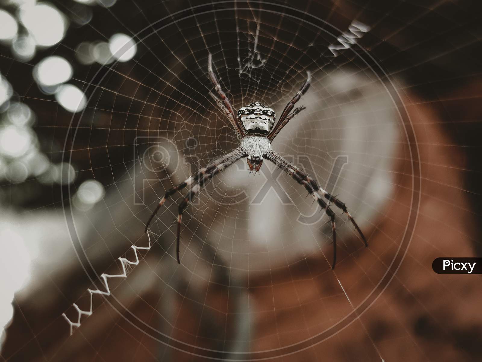 Spider at his net, macro photography